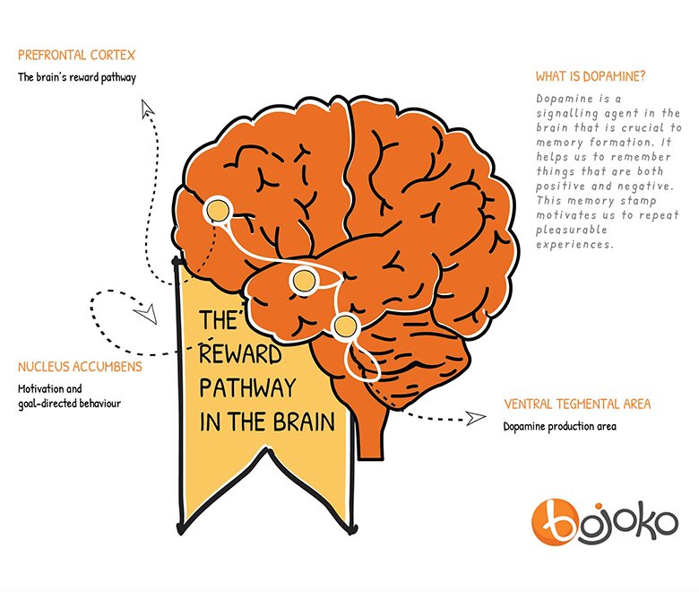 Brain predicts rewards