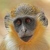 Greenmonkey avatar